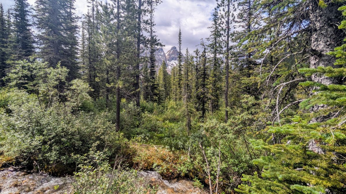 A forest filled with bushes and trees, with a small brook running through it. Mountains rise up in the distance.