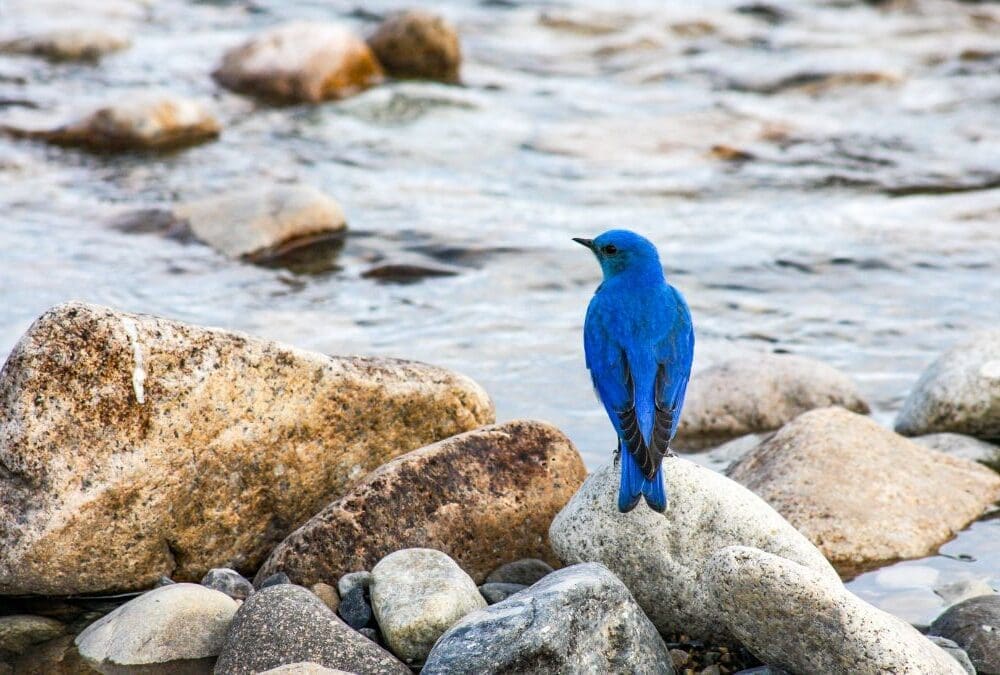 A bluebird sits on rocks beside a river.