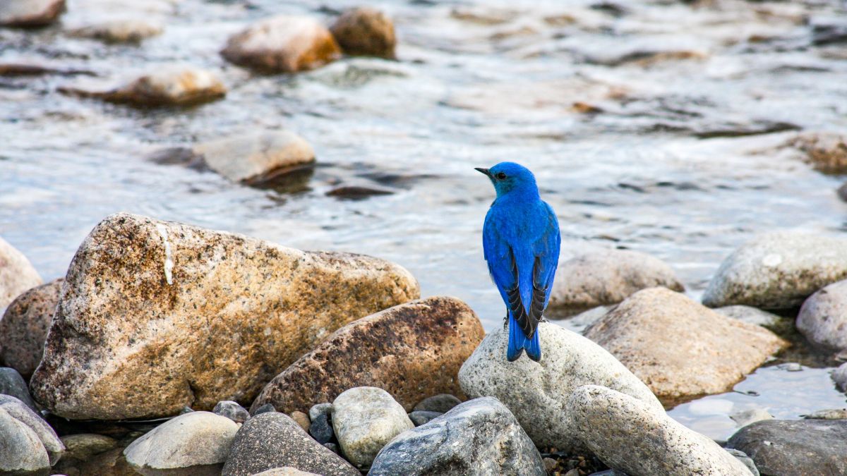 A bluebird sits on rocks beside a river.