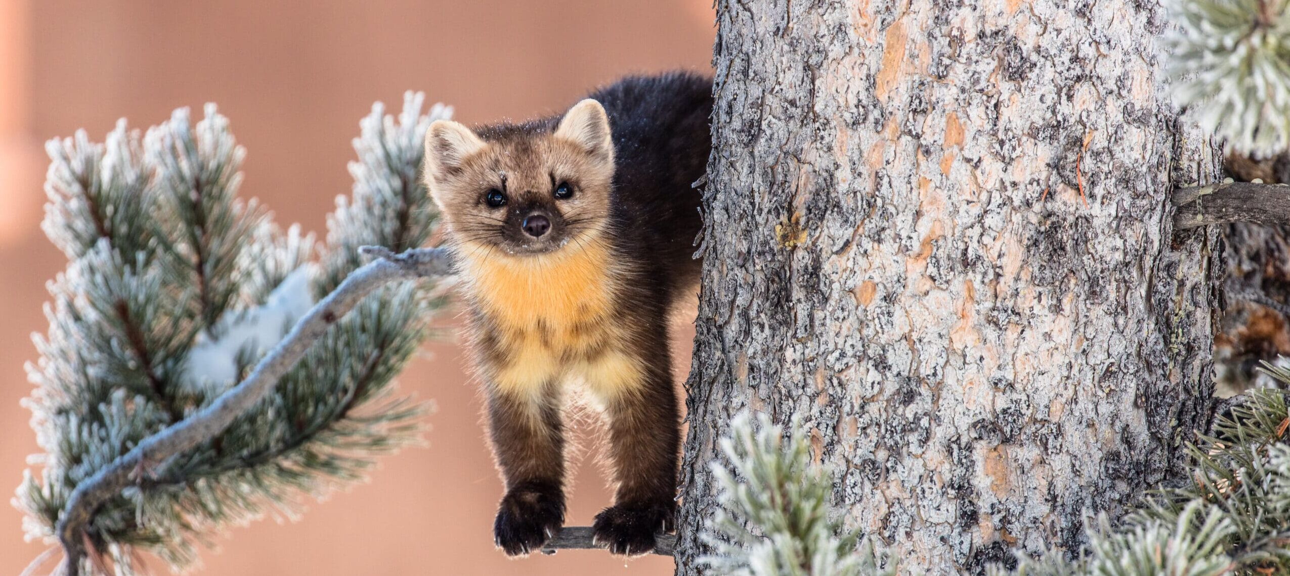 Marten in a pine tree