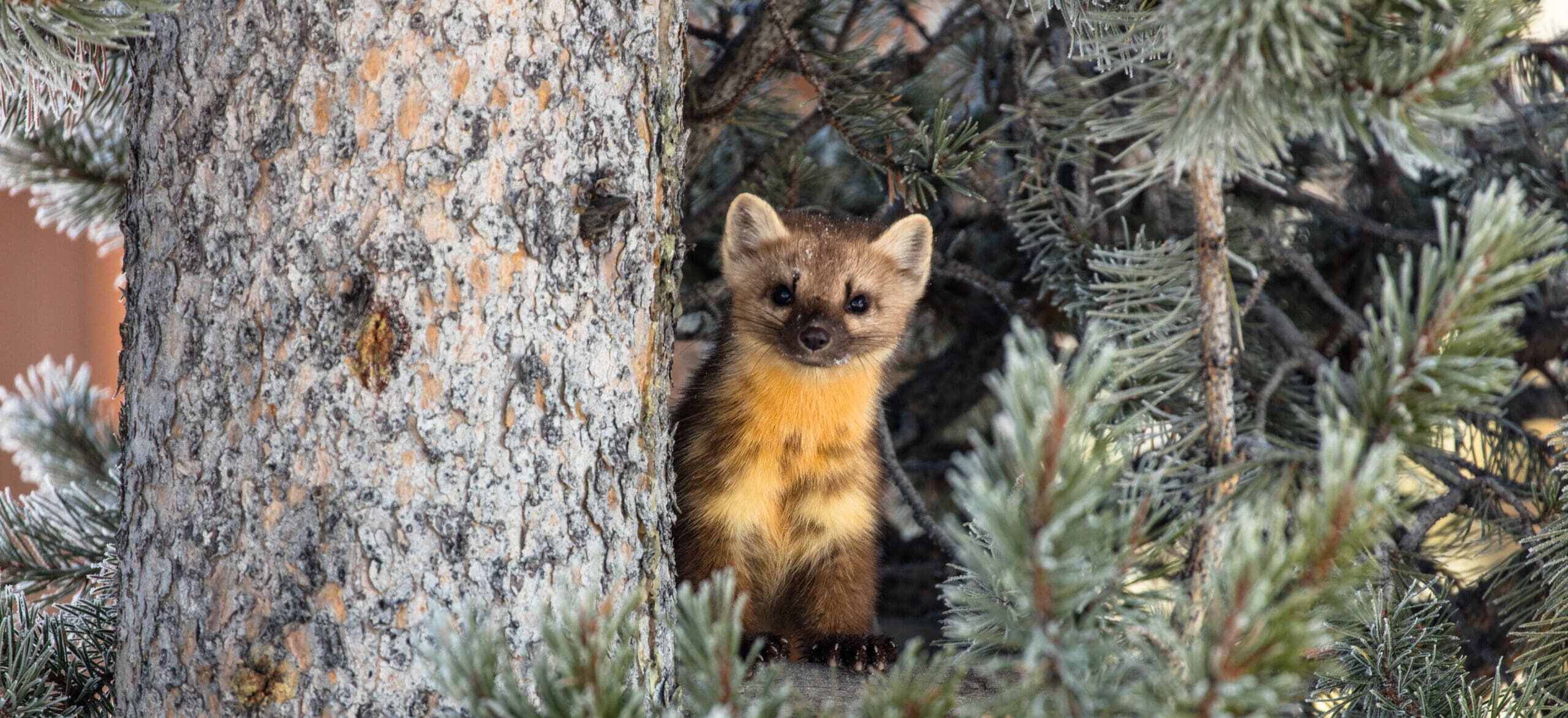 A small marten peeks out behind the branches of a pine tree