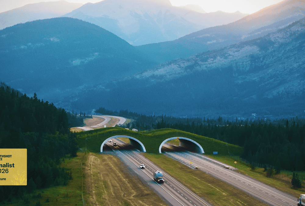 A view of the Peter Lougheed wildlife overpass in Alberta's Rocky Mountains