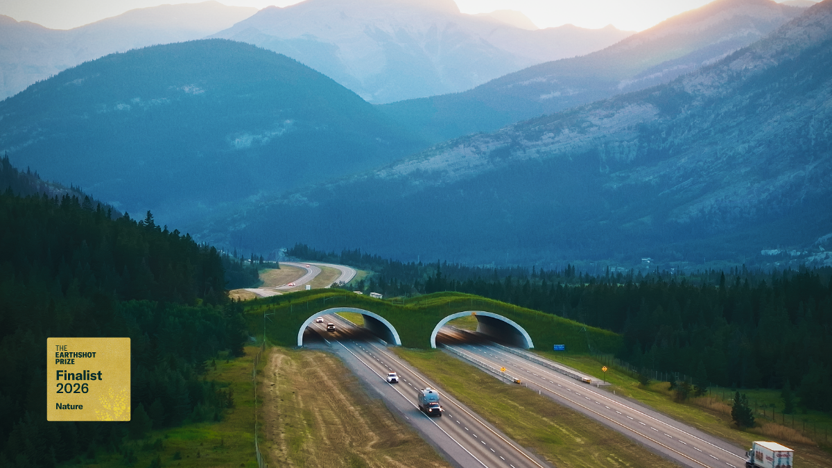 A view of the Peter Lougheed wildlife overpass in Alberta's Rocky Mountains