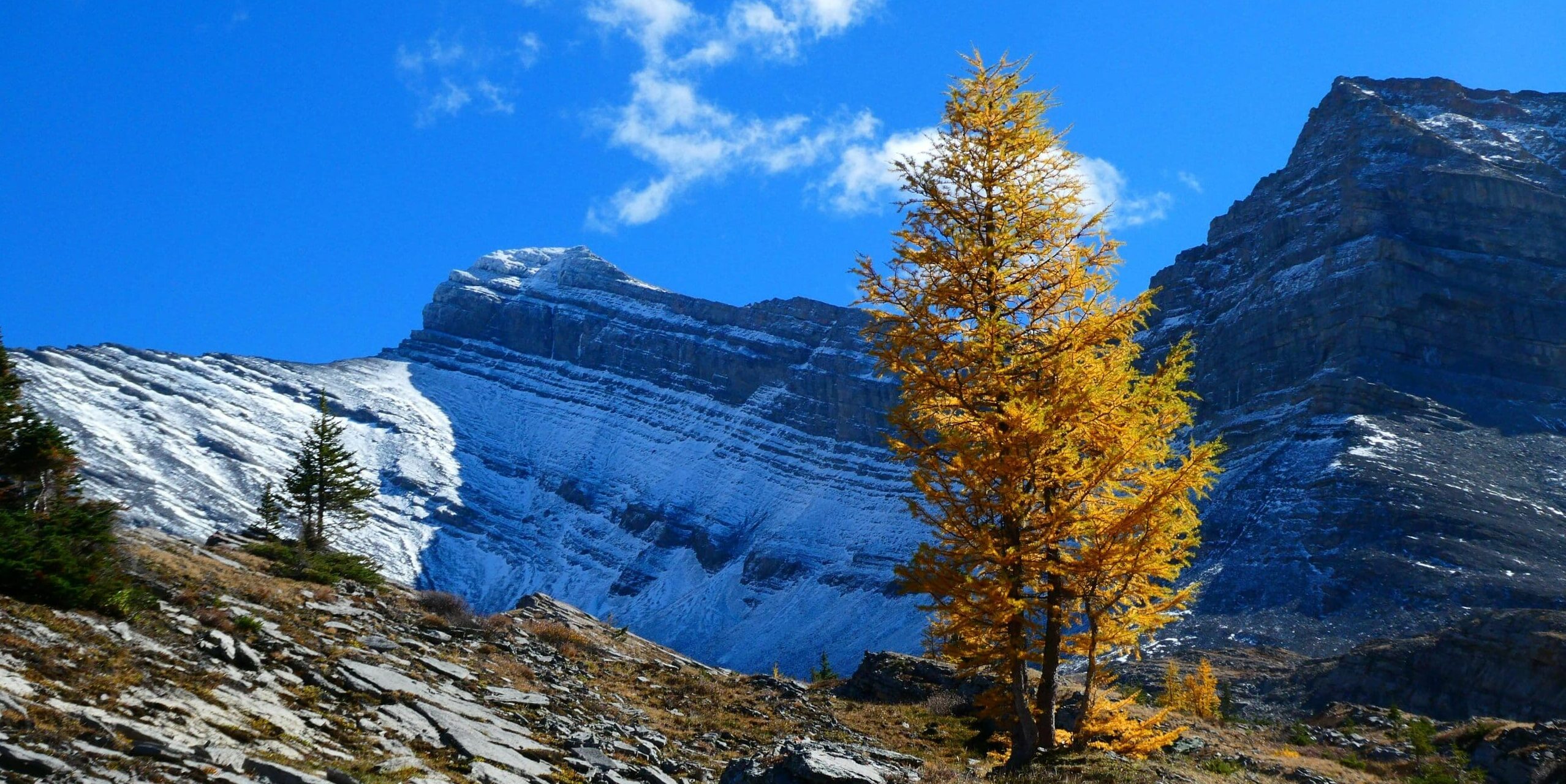 A larch tree is golden yellow against a backdrop of blue sky and a large mountain