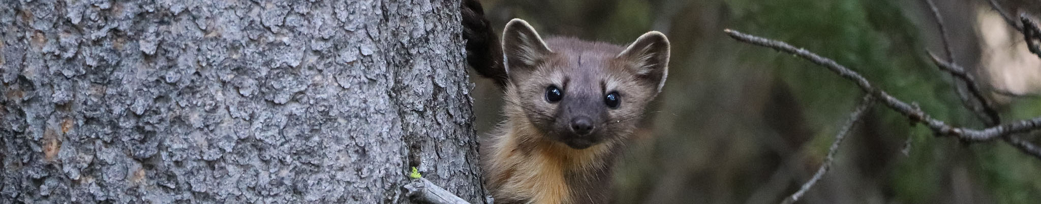Pine marten in a tree