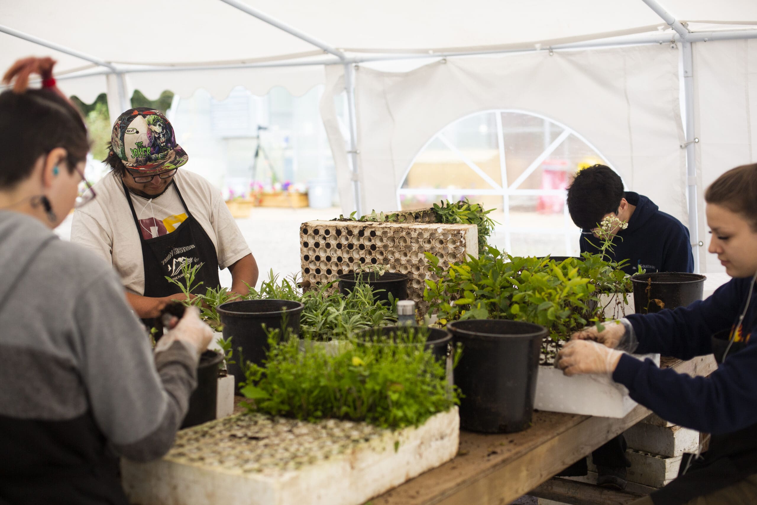 A group of people work with plants inside of a tent